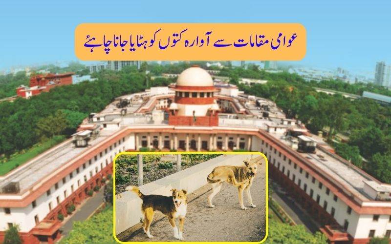 آوارہ کتوں کے معاملہ پر نرمی کرنے سےسپریم کورٹ کا انکار۔ ہمدردانہ قتل بھی ٹھیک 
